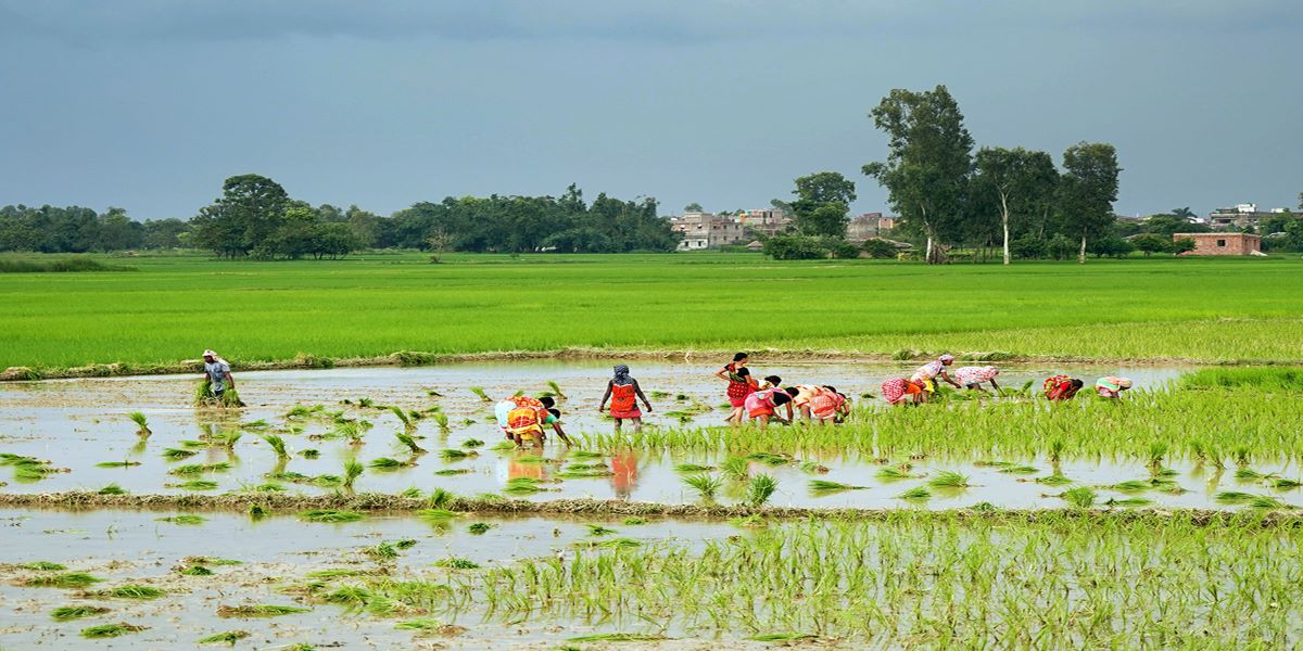 Image of देशभर ९८ प्रतिशत धान रोपाइँ सम्पन्न, गत वर्षभन्दा करिब २ प्रतिशतले वृद्धि