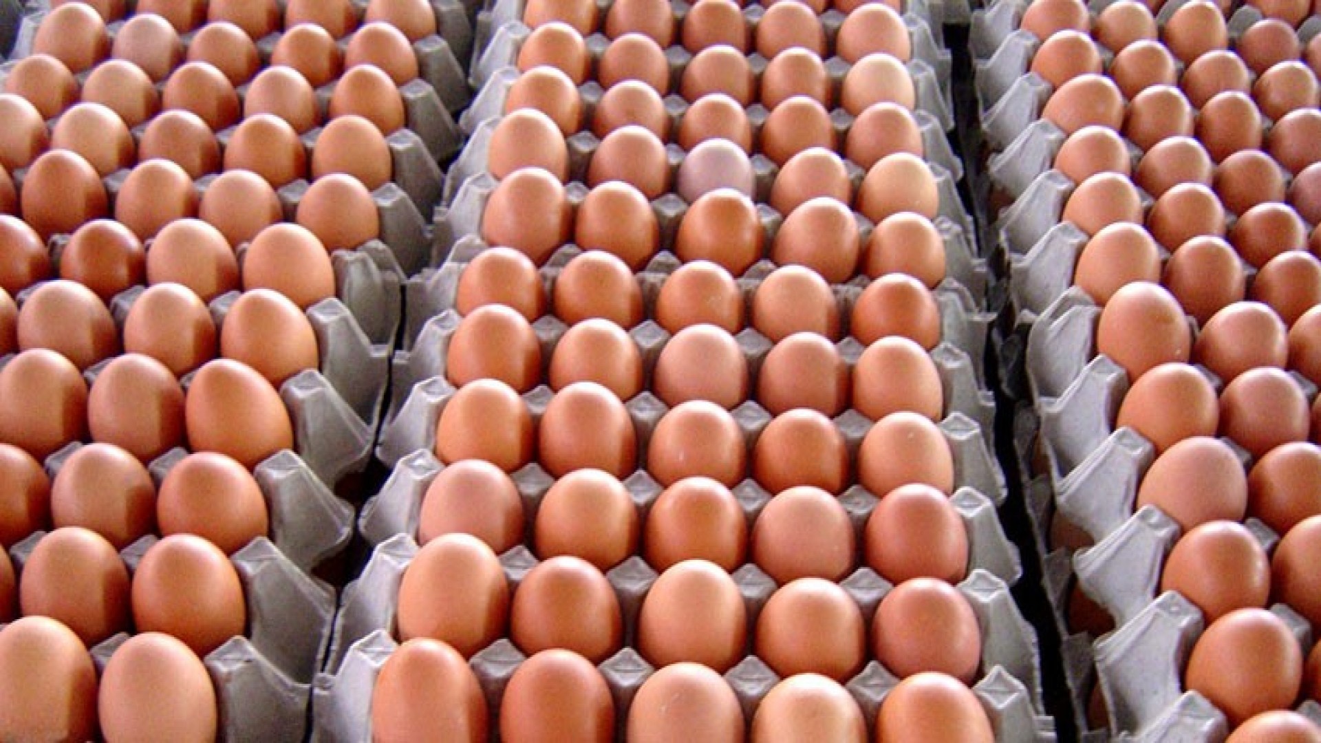 Image of अण्डाको मूल्य आजबाट लागू हुनेगरी वृद्धि